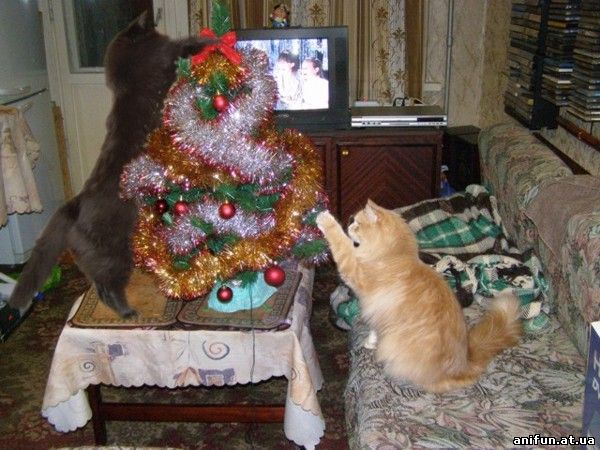 коты наряжают елку